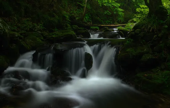 Greens, forest, water, landscape, nature, the dark background, stones, vegetation