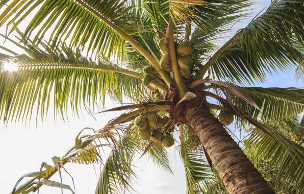 Picture beach, the sky, palm trees, beach, sky, crown, palms, tropical