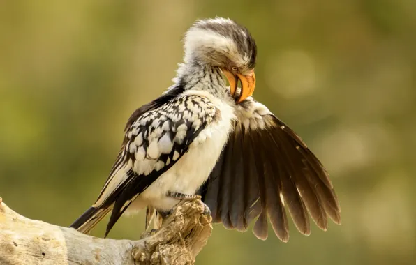 Photo, bird, trunk, bokeh