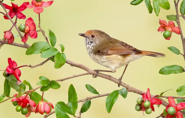 Picture flowers, branches, bird, ruiloba sobolevka