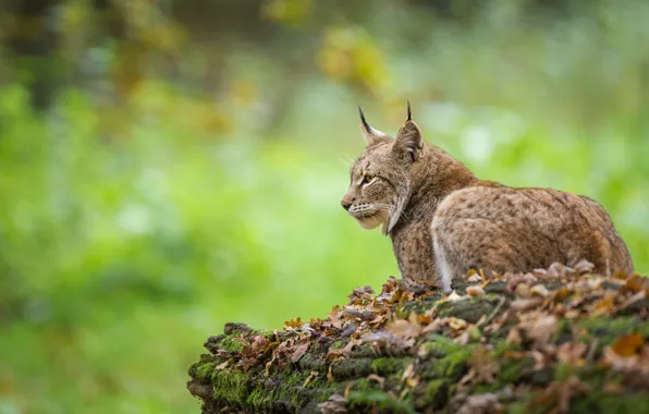 Picture autumn, foliage, lies, profile, lynx