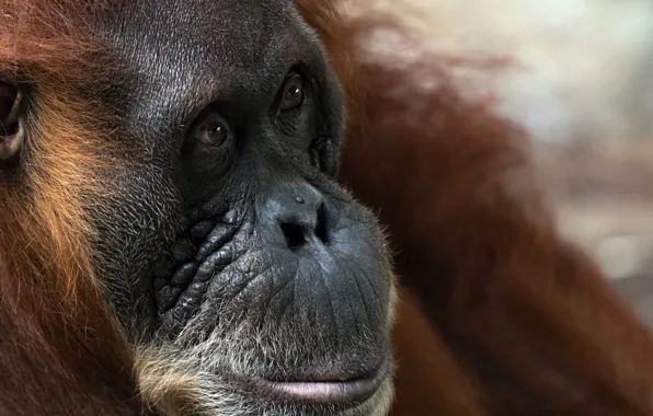 Nature, monkey, Sumatran Orangutans