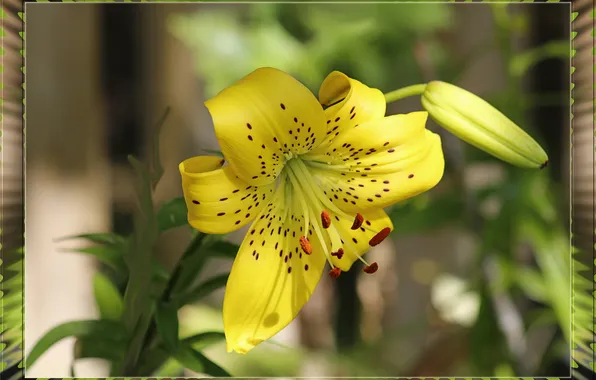 Flower, summer, Lily, frame, garden, Bud, stamens, green background