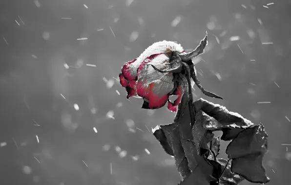 Flowers, nature, roses