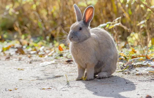 Animals, nature, rabbit