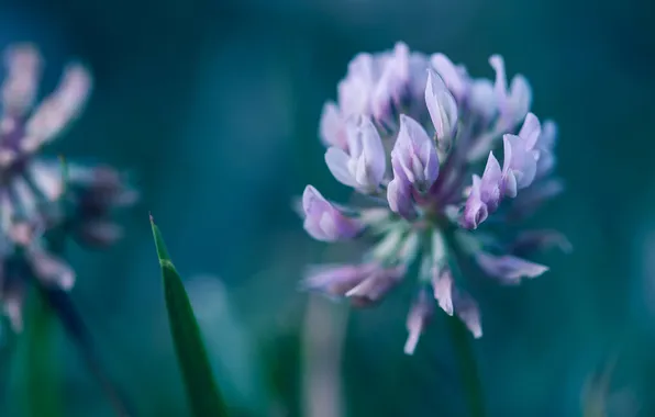 Macro, flowers, focus, lilac