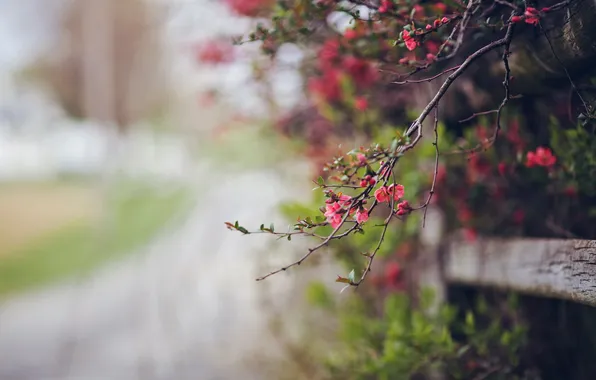 Macro, flowers, nature