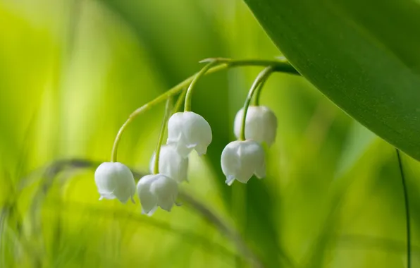 Picture macro, flowers, nature, lilies of the valley