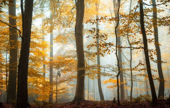 Autumn, forest, trees, fog