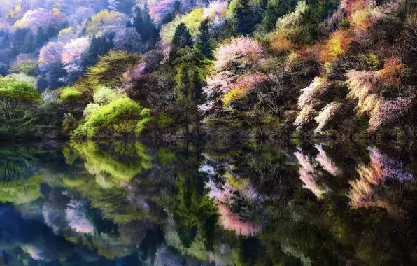 Trees, nature, lake, people, spring, Sakura, Korea, South Korea