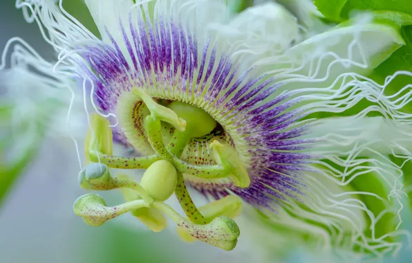 Flower, passion-flower, Fleur Walton