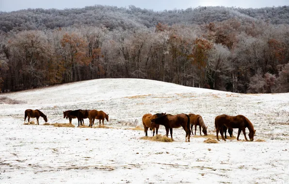 Winter, frost, field, forest, snow, trees, landscape, nature