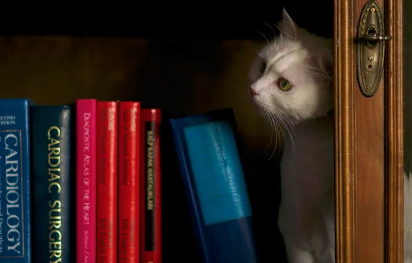 Picture cat, white, cat, look, the dark background, books, shelf, white