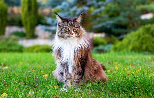 Cat, grass, cat, nature, grey, lawn, sitting, striped