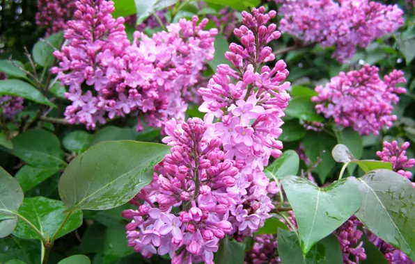 Picture leaves, flowers, flowers, lilac, spring, lilac