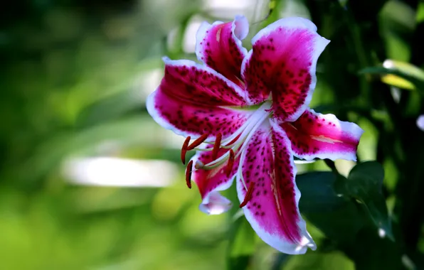 Macro, Lily, petals, stamens