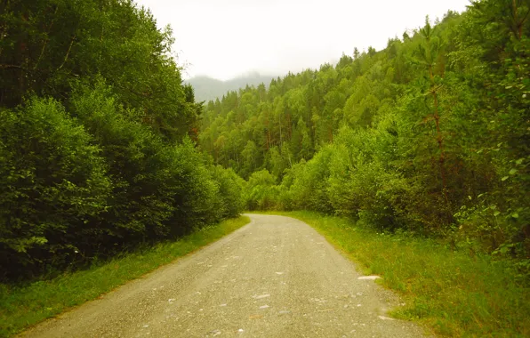 Picture Trees, Road, Road, Nature, Trees, Nature, Fog, Fog