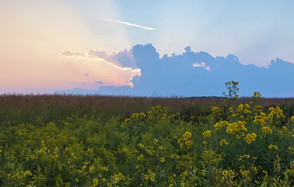 The sky, landscape, flowers, nature, meadow