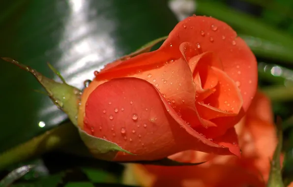 Drops, flowers, Rosa, rose, Bud, al