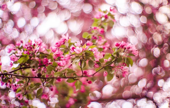Picture light, flowers, branches, background, spring, garden, pink, flowering