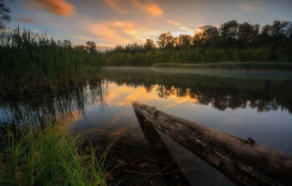 Picture grass, trees, lake, river, shore, the evening, log, pond
