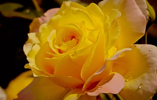 Picture drops, yellow, roses