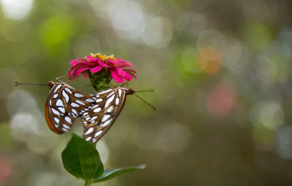 Picture flower, butterfly, nature, petals, stem
