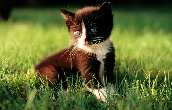 Cat, white, grass, cat, macro, kitty, black, cat