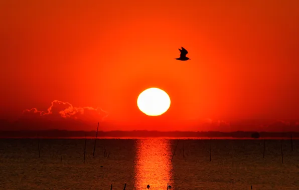 The sky, the sun, clouds, sunset, lake, bird