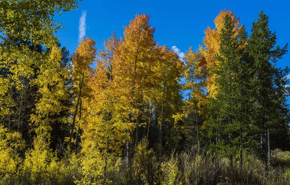 Picture autumn, forest, trees, branches, USA, Wyoming, the bushes, Grand Teton National Park