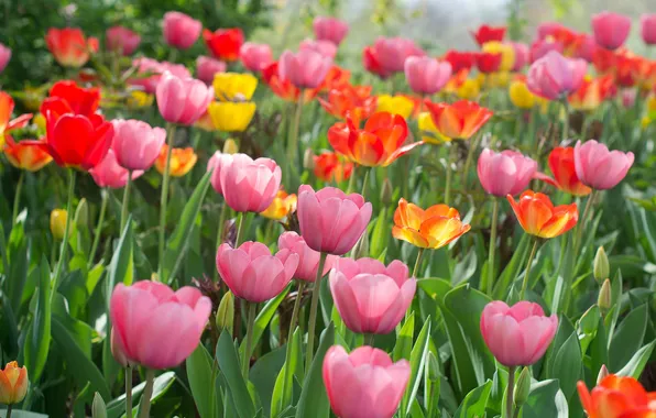 Petals, colorful, tulips, colorful, flowering, a lot, flowers, tulips