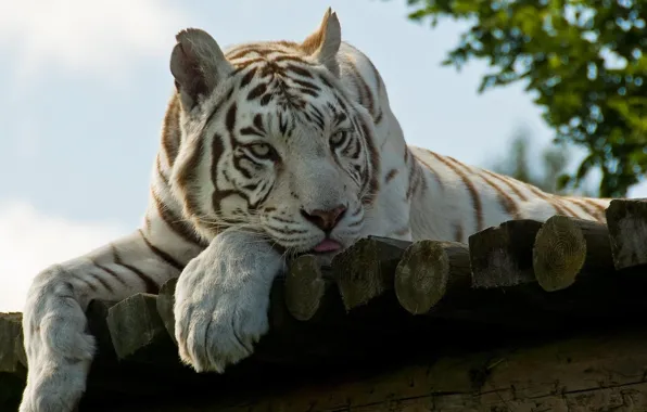 Picture face, stay, paws, white tiger, white tiger
