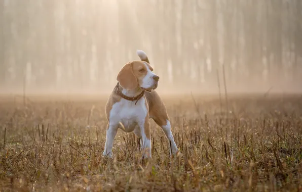 Picture fog, dog, Beagle