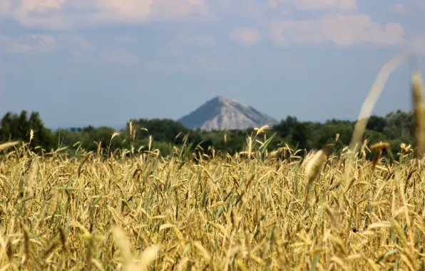Wheat, field, nature, rye, mountain, Russia, Sunny, Sheehan