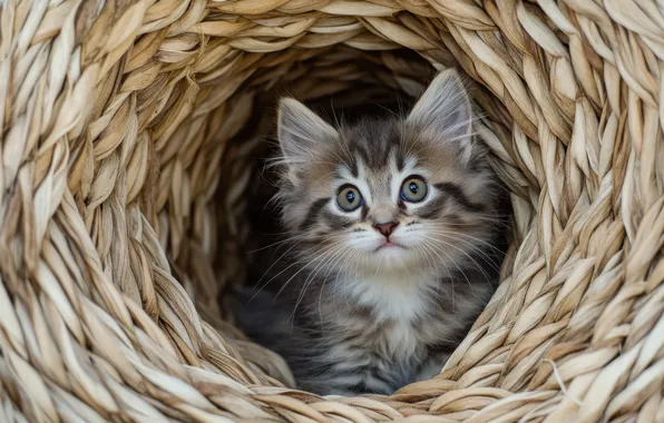 Cat, look, pose, kitty, grey, face, network, St.