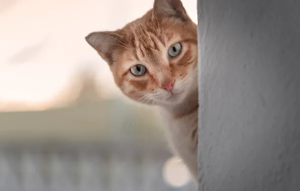 Cat, cat, look, wall, red, face, bokeh, Peeps