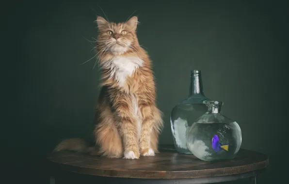 Cat, cat, aquarium, fish