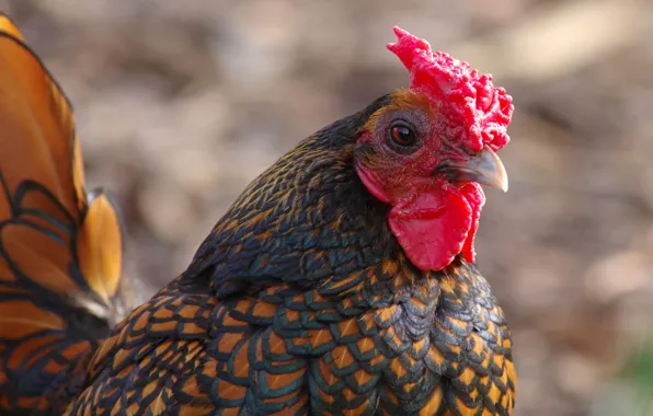 Look, bird, portrait, red, tail, scallop, bokeh, cock