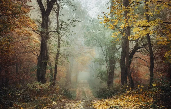 Road, autumn, forest, leaves, trees, branches, fog, Park