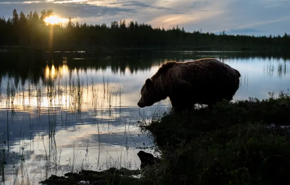Forest, sunset, shore, the evening, bear, silhouette, bear, twilight