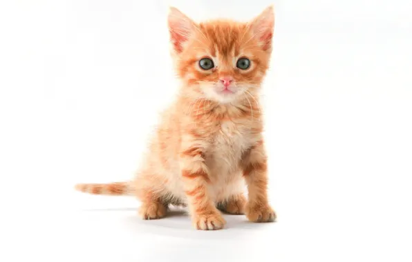 Look, kitty, cute