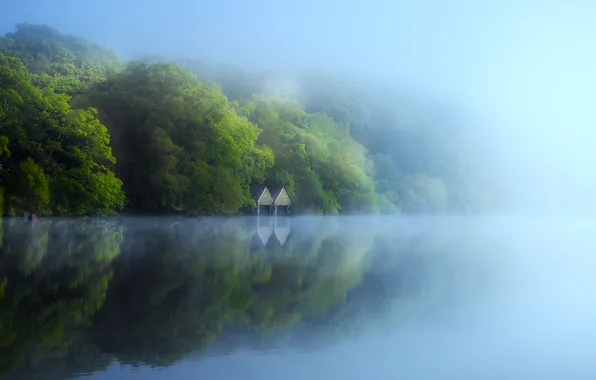 Picture forest, trees, landscape, nature, water, lake, fog, reflection