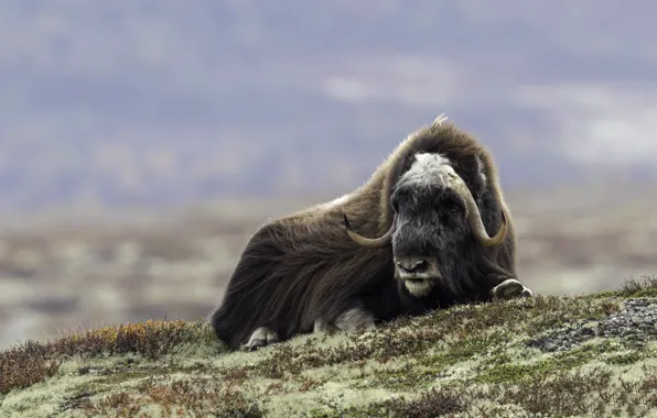 Picture face, wool, horns, musk ox, musk ox