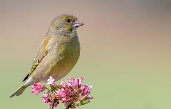 Flowers, branches, bird, Common zelenushka
