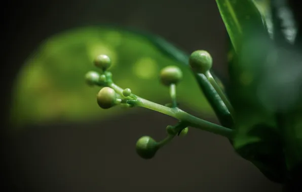 Picture greens, flowers, nature, plant, Jasmine