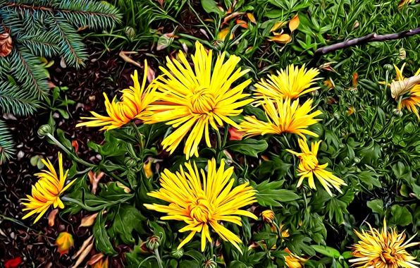 Greens, leaves, rendering, petals, spruce branch, autumn flowers, yellow chrysanthemum, autumn palette