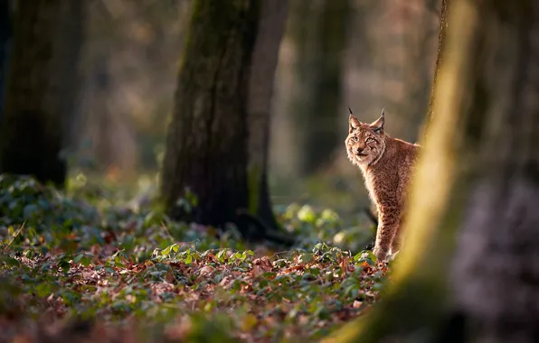 Autumn, forest, face, light, trees, nature, foliage, trunk