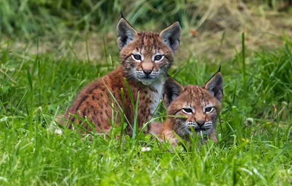 Picture grass, glade, lynx, face, a couple, lynx, a small lynx