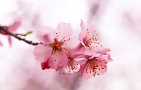 Macro, flowers, branches, cherry, blur, spring, Sakura, gentle