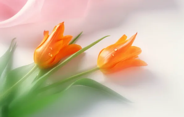 Picture mood, holiday, tenderness, tulips